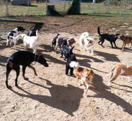 Mission Impawsible Dog Training